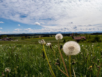 Scenic view of field against sky