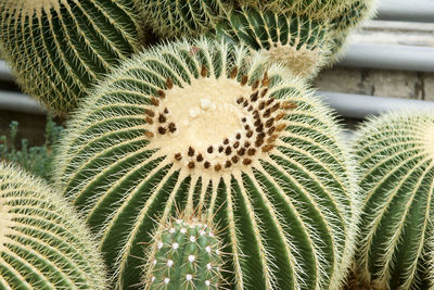 Close-up of succulent plant