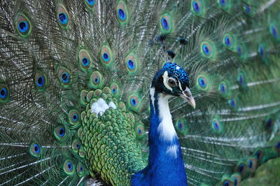 peacock