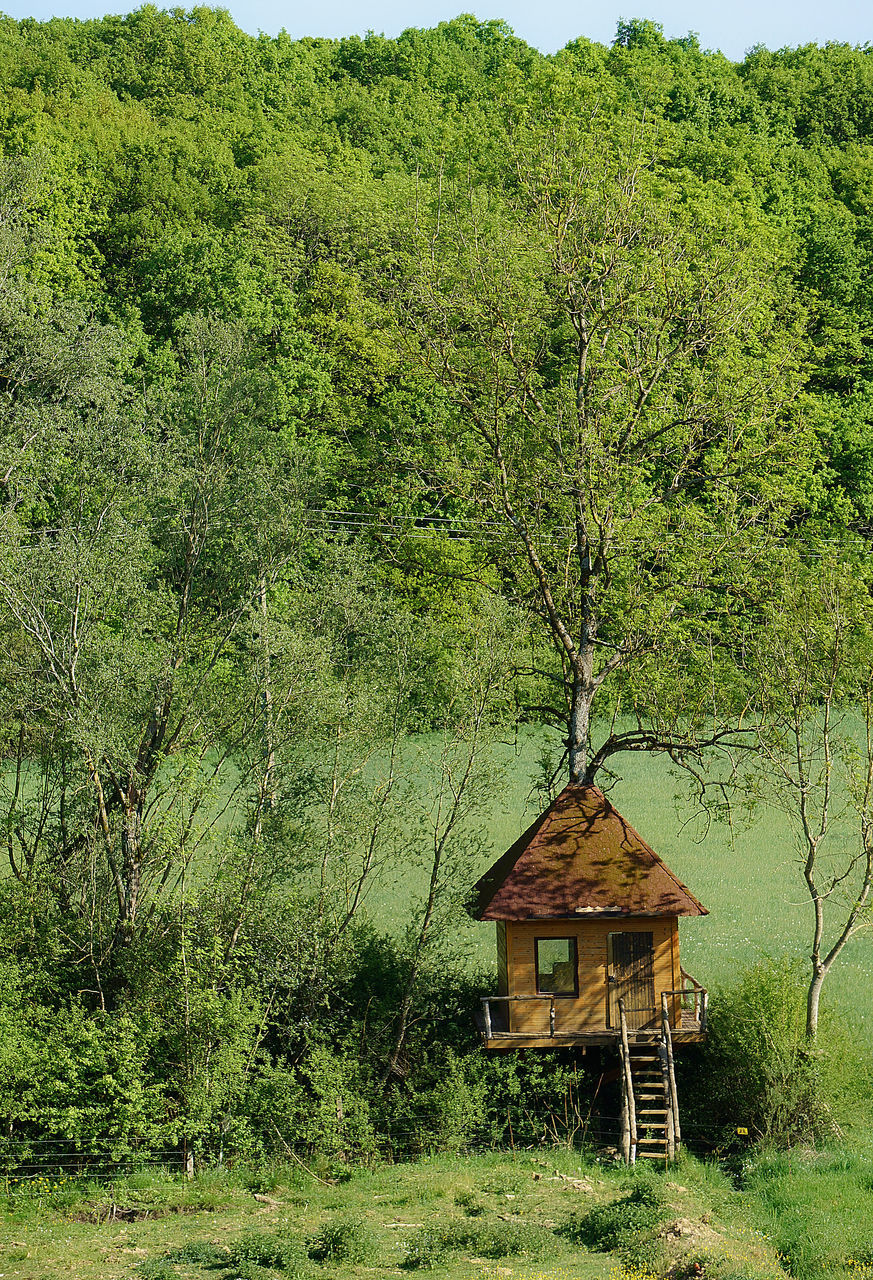 HOUSE ON FIELD AGAINST TREES IN FOREST