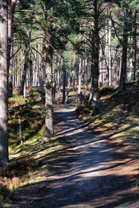 View of trees in forest