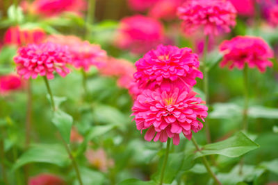 Close-up of pink flowering plants