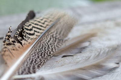 Close up of leaf
