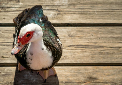 Close-up of bird on wood