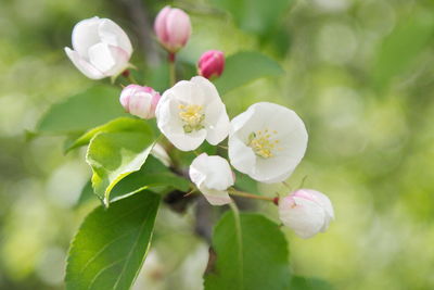 Close-up of pink cherry blossoms