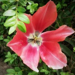 Close-up of pink flower