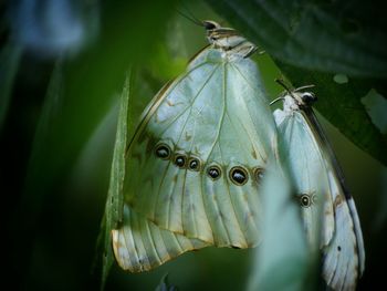 Close-up of insect