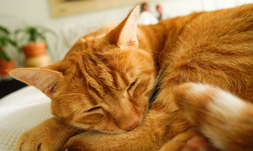 Close-up of cat sleeping