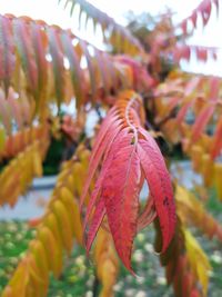 Close-up of autumnal leaves against blurred background