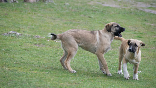 Two dogs on field