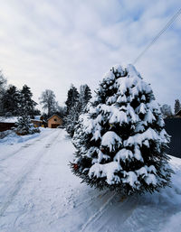 Snow covered trees on field against sky