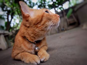 Close-up of ginger cat sitting outdoors