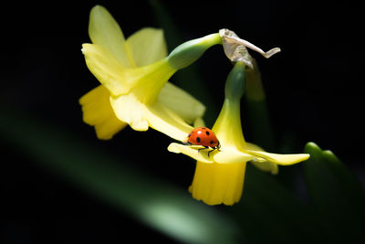 Close-up of insect on yellow flower