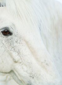 Close-up of horse