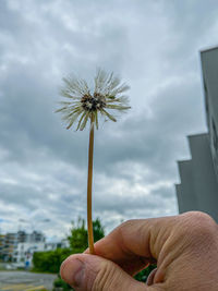 Midsection of person holding dandelion against sky