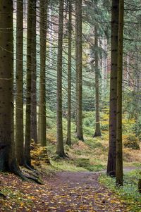 Trees in forest