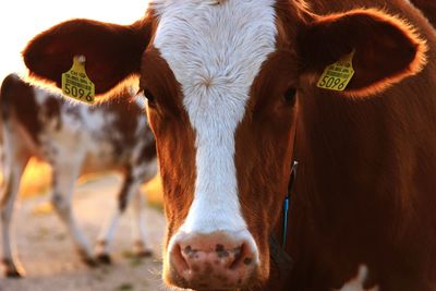 Portrait of cow