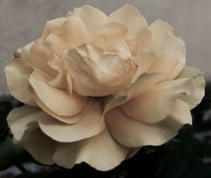 Close-up of white rose blooming outdoors