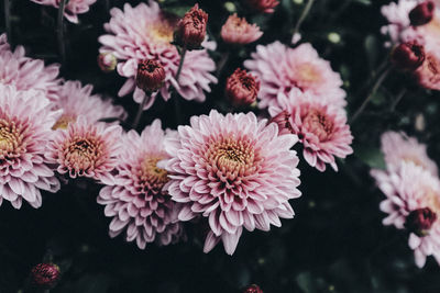 Close-up of pink flowering plants