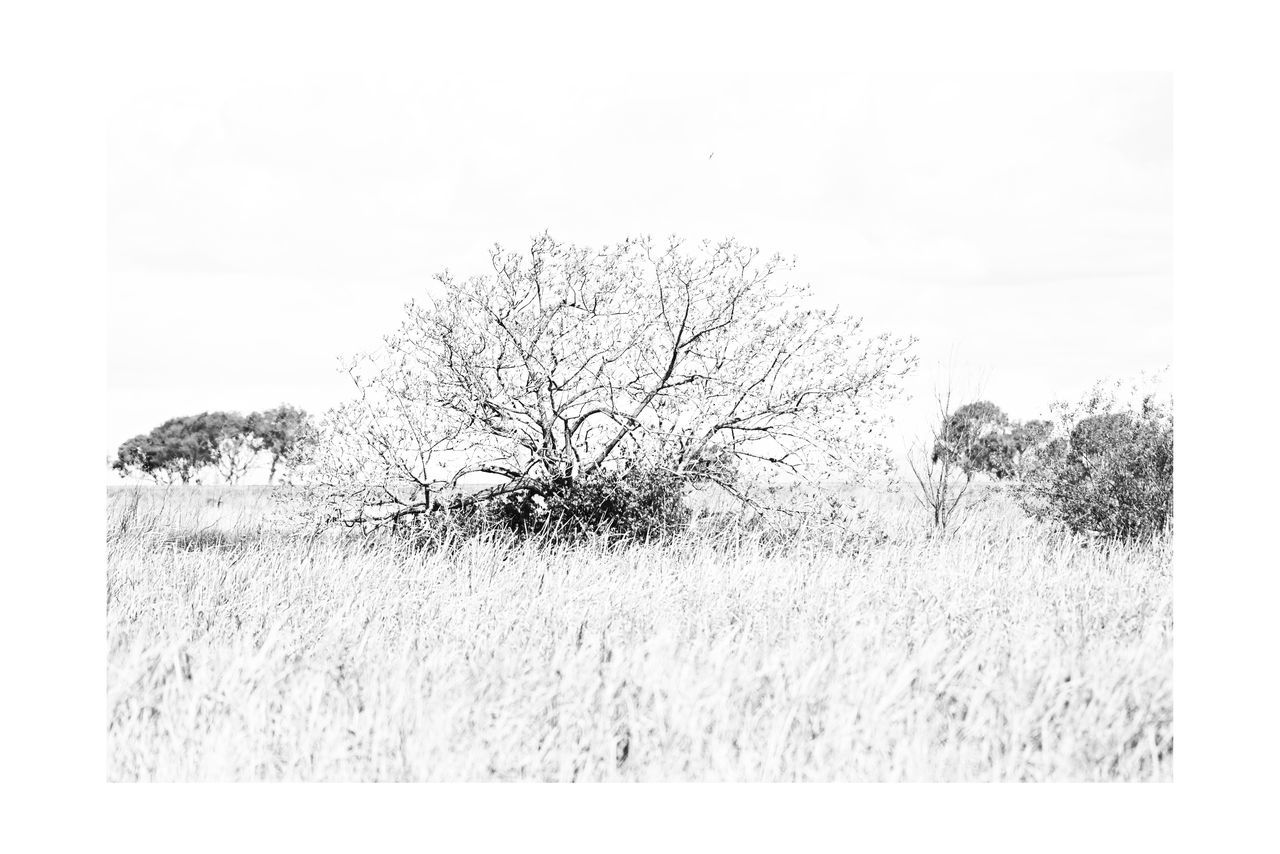 plant, black and white, tree, drawing, sketch, nature, landscape, monochrome photography, land, no people, environment, tranquil scene, sky, tranquility, bare tree, field, grass, winter, white, copy space, outdoors, scenics - nature, snow, monochrome, beauty in nature, branch, rural scene, day, cold temperature, non-urban scene