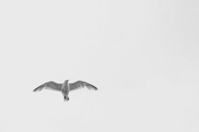 Low angle view of birds in flight