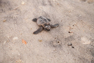 Hatchling baby loggerhead sea turtles caretta caretta climb make their way to the ocean