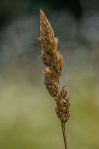 Close-up of wilted plant