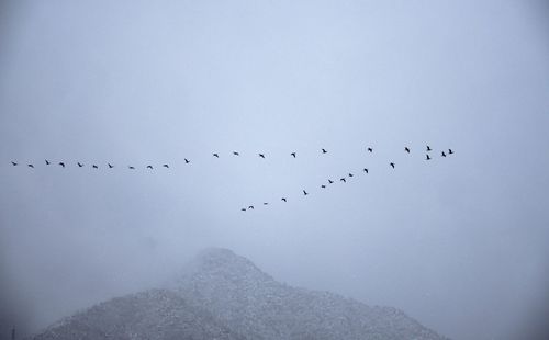 Flock of birds flying against sky during winter