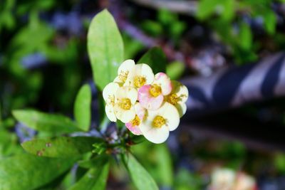 Close-up of white flowering plant