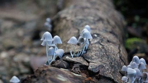 Close-up of mushrooms on log