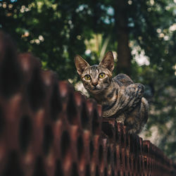 Portrait of tabby cat sittinsitting on wall