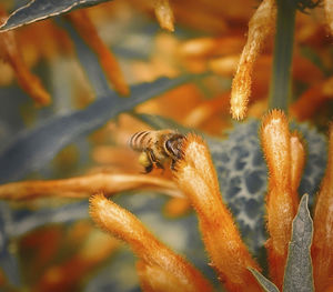 Close-up of bee pollinating on flower