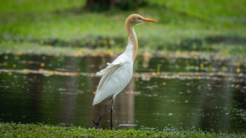 Bird on a lake