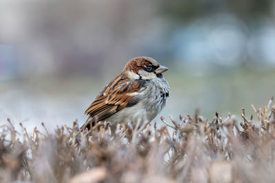 Close-up of bird perching on a field