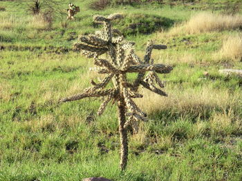 Dead tree on field