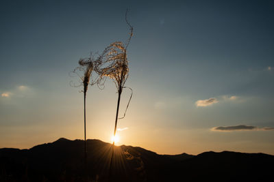 Silhouette plant against sky during sunset