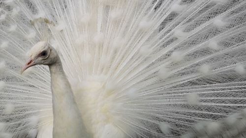 Close-up of peacock