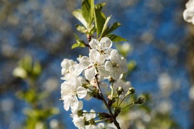 Cherry blossoming tree with a white inflorescence. close-up