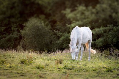 Horse grazing in a field