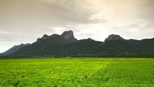 Scenic view of field against sky