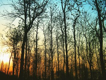 Silhouette of trees at sunset