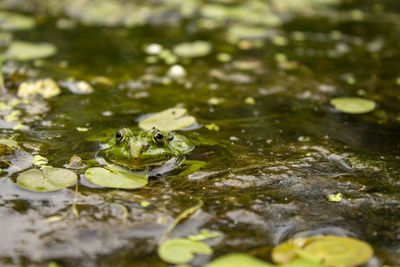 Close-up of frog floating on lake