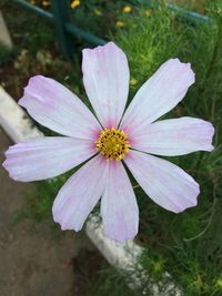 Close-up of purple daisy blooming outdoors