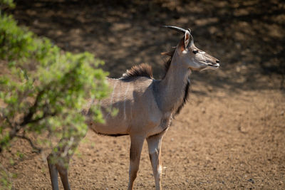 Young male greater kudu stands by tree