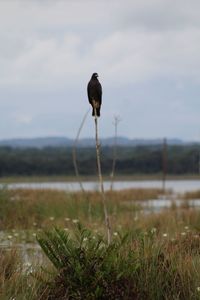 Bird perching on plant against cloudy sky