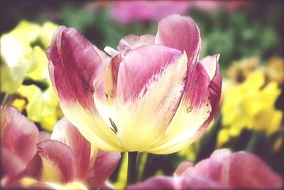 Close-up of pink flowers