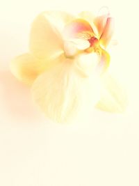 Close-up of flower over white background