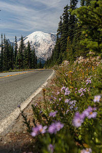 View of flowering plants by road