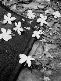 High angle view of frangipani on plant