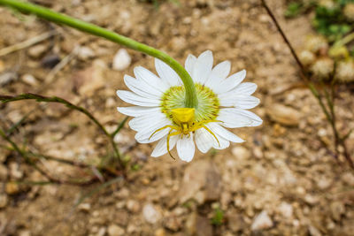 Close-up of white flower blooming outdoors